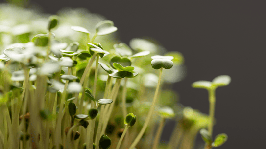 Microgreens