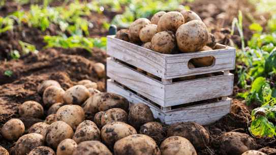 Potatoes