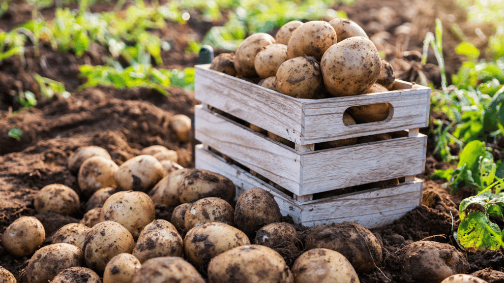 Potatoes