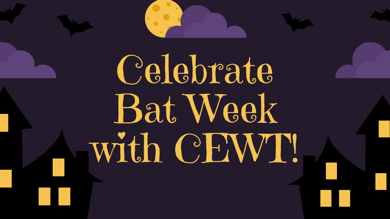 Bat Week!