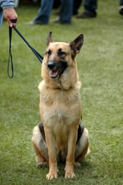 German_Shepherd_Dog_sitting_leash