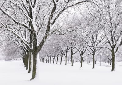 Quiet avenue of trees after a snowstorm An aspect of winter more agreeable to many than what they often see on newscasts