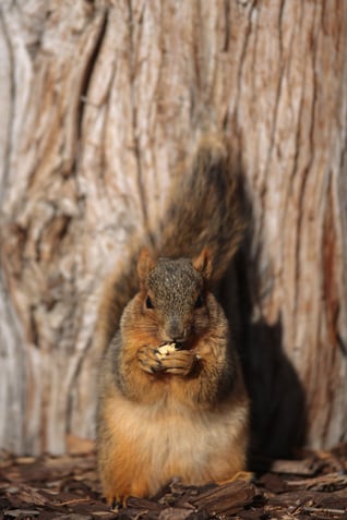 Squirel