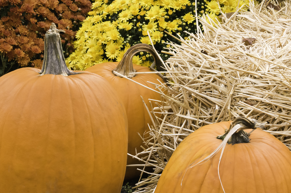 Autumn at a glance Arrangement of three pumpkins, straw, and flowers in garden-1